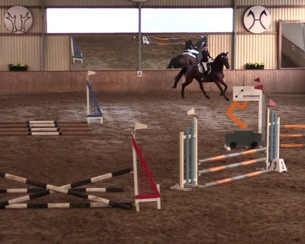 Reitturnier Lüdinghausen-Westrup 2019