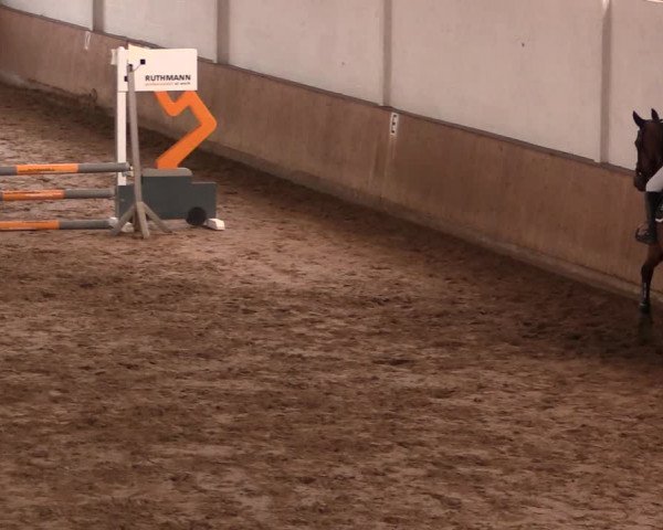 Reitturnier Lüdinghausen-Westrup 2019