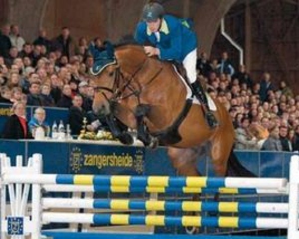 stallion Treasure Z (Zangersheide riding horse, 2000, from Dollar de la Pierre)