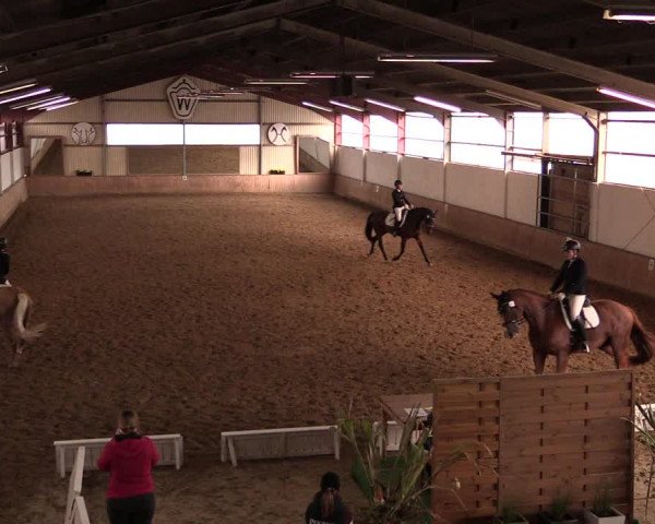 Reitturnier Lüdinghausen-Westrup 2019