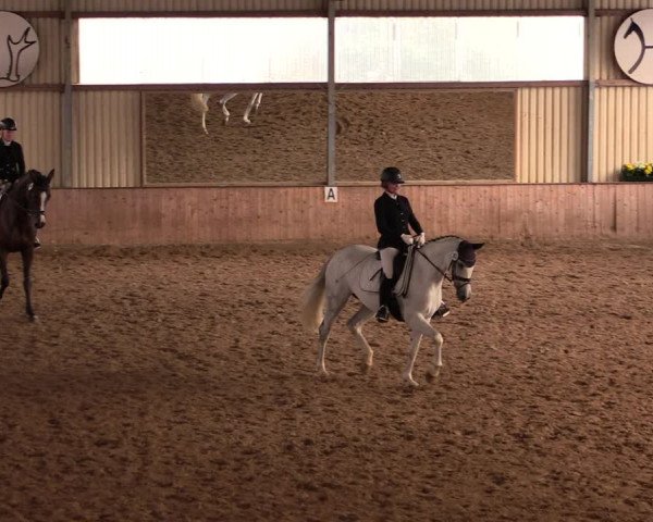 Reitturnier Lüdinghausen-Westrup 2019