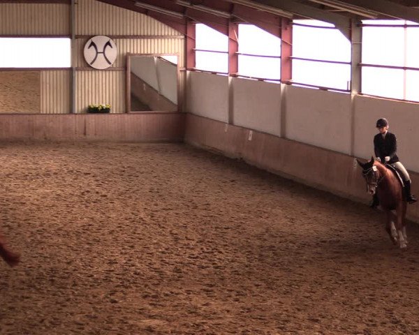 Reitturnier Lüdinghausen-Westrup 2019