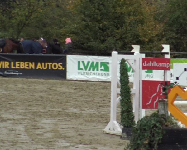 Reitturnier Lüdinghausen-Westrup 2019