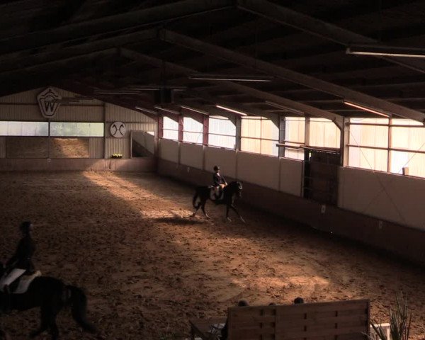 Reitturnier Lüdinghausen-Westrup 2019