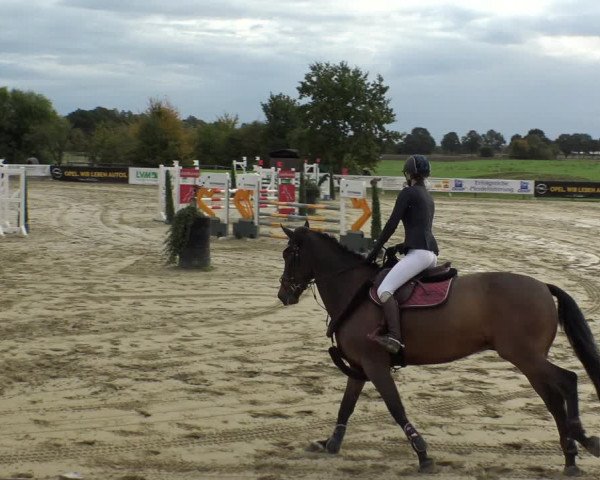 Reitturnier Lüdinghausen-Westrup 2019