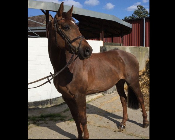 broodmare Iberia 26 (Hanoverian, 2008, from Iberio)