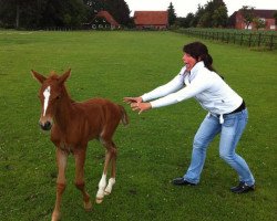jumper Cooper-Lou K (Hanoverian, 2011, from Contagio)