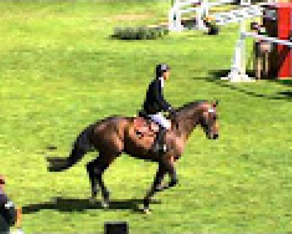 Springpferd Obiyan (Selle Français, 2007, von Diamant de Semilly)