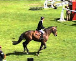 jumper Obiyan (Selle Français, 2007, from Diamant de Semilly)
