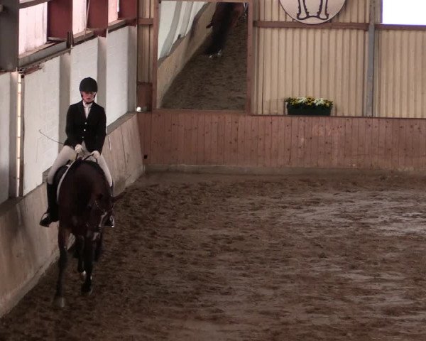 Reitturnier Lüdinghausen-Westrup 2019