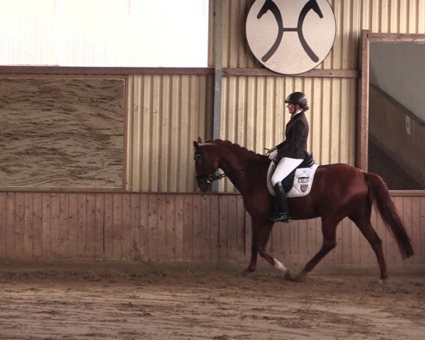 Reitturnier Lüdinghausen-Westrup 2019