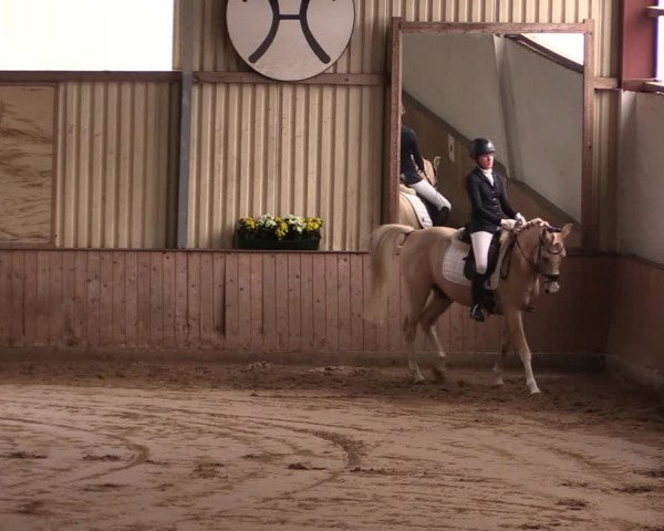 Reitturnier Lüdinghausen-Westrup 2019