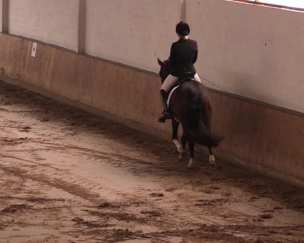 Reitturnier Lüdinghausen-Westrup 2019