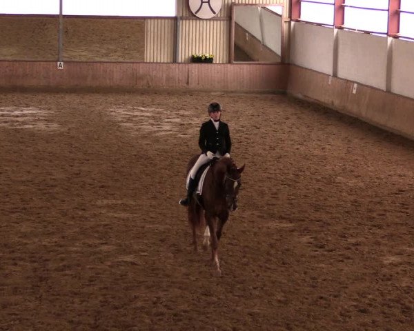 Reitturnier Lüdinghausen-Westrup 2019