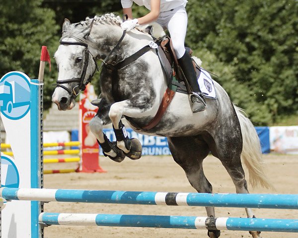Pferd Daiquiri (Pinto/Hunter, 2003, von Sunny Boy)