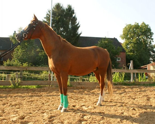 broodmare Prinzeß (German Riding Pony, 1992, from Principal Boy) broodmare Prinzeß (German Riding Pony, 1992, from Principal Boy)