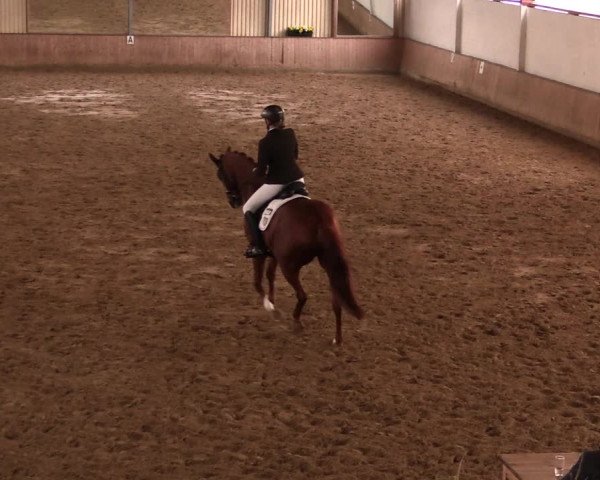 Reitturnier Lüdinghausen-Westrup 2019