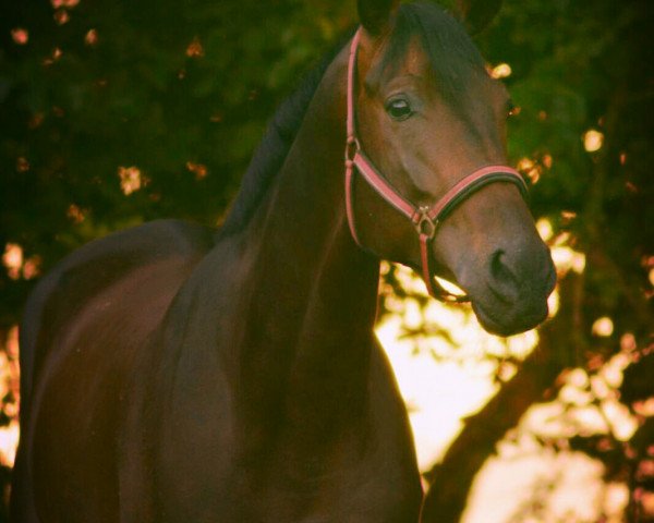 dressage horse Valentino 357 (Trakehner, 2011, from Herbstbach)