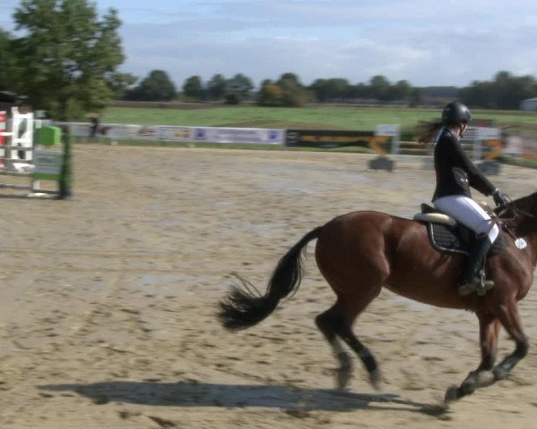 Reitturnier Lüdinghausen-Westrup 2019