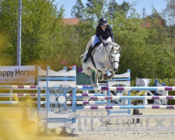 broodmare Alasca I (Holsteiner, 2008, from Clarimo Ask)