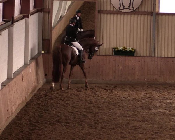 Reitturnier Lüdinghausen-Westrup 2019