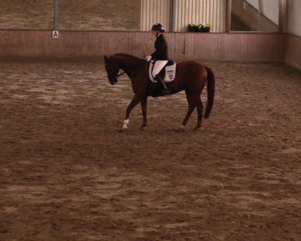 Reitturnier Lüdinghausen-Westrup 2019