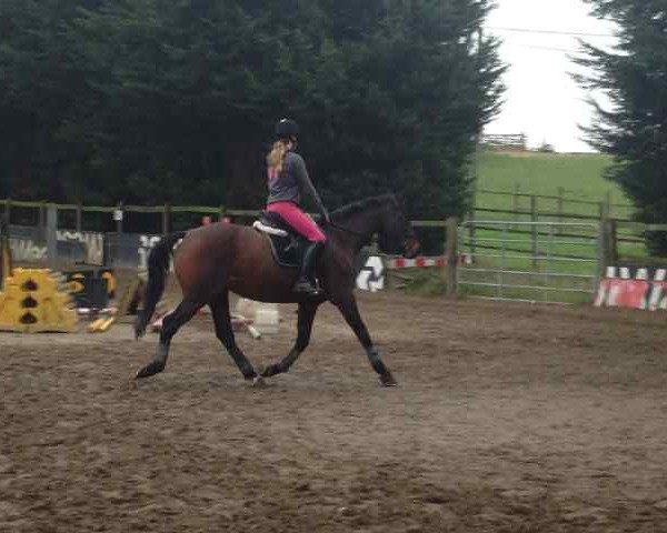 broodmare Tedola (KWPN (Royal Dutch Sporthorse), 2000, from Navarone)