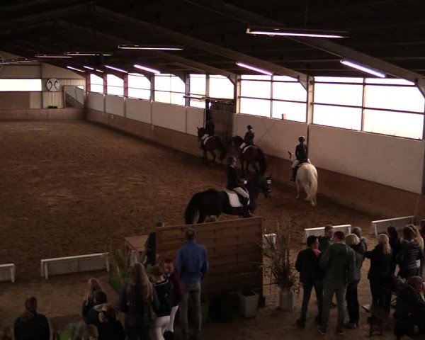 Reitturnier Lüdinghausen-Westrup 2019