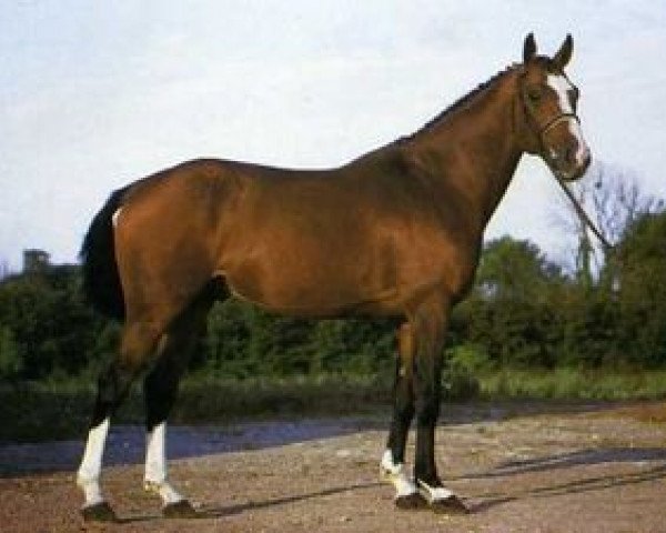 Deckhengst Pilum (Selle Français, 1981, von Quastor) Deckhengst Pilum (Selle Français, 1981, von Quastor)