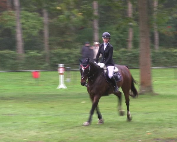 Reitturnier Wedel-Catharinenhof 2019