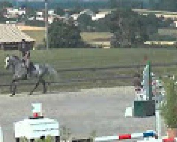 Springpferd V'Yvesnoire D'Autize (Selle Français, 2009, von Capital)