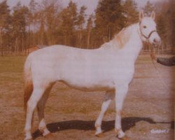 broodmare Goldret Z (Hanoverian, 1968, from Gotthard)