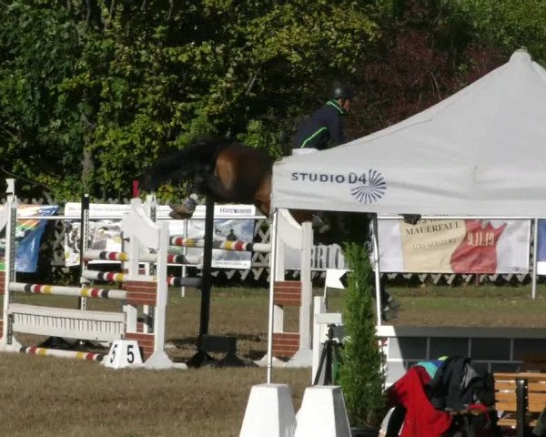 Reitturnier Wernigerode 2019