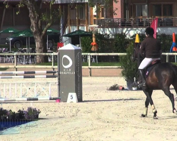 Springpferd Video Jag D'Eglefin (Selle Français, 2009, von Jaguar Mail)