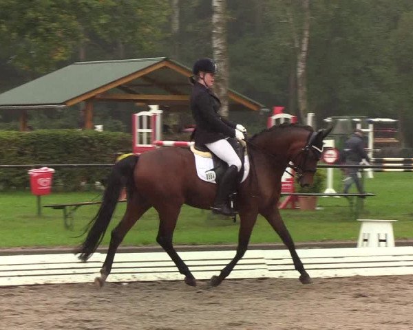 Reitturnier Wedel-Catharinenhof 2019