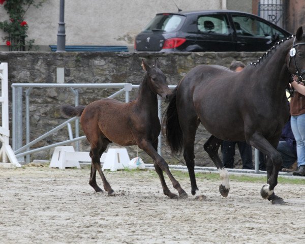 Zuchtstute Ballerine (Hannoveraner, 2008, von Ballettmeister)