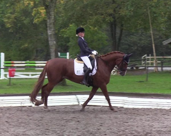 Reitturnier Wedel-Catharinenhof 2019