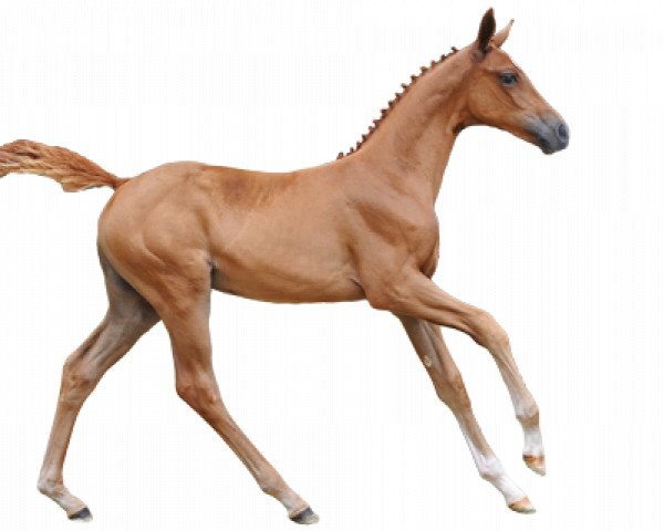 horse Qresy van den Bosdam (Belgian Warmblood, 2016, from Hunters Scendro)