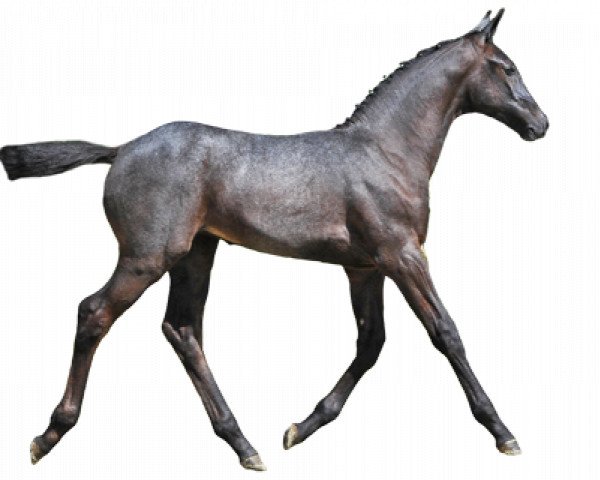 Pferd Quelle Choix van Heiste (Belgisches Warmblut, 2016, von Mr. Cielo Odth Z)