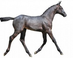 Pferd Quelle Choix van Heiste (Belgisches Warmblut, 2016, von Mr. Cielo Odth Z)