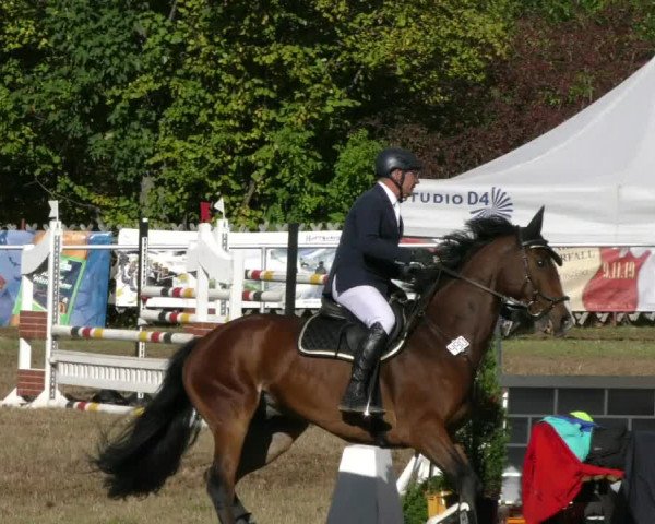 Reitturnier Wernigerode 2019