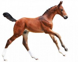 Pferd Quickstar van de Zwartbleshoeve (Belgisches Warmblut, 2016, von Stakkato Gold)