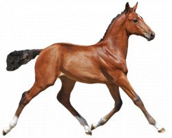 Pferd Quickstep van de Middelstede (Belgisches Warmblut, 2016, von Safari d'Auge)