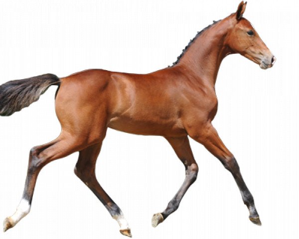 horse Quinto van de Kaerde (Belgian Warmblood, 2016, from Eldorado van de Zeshoek)