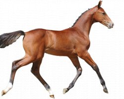 Pferd Quinto van de Kaerde (Belgisches Warmblut, 2016, von Eldorado van de Zeshoek)