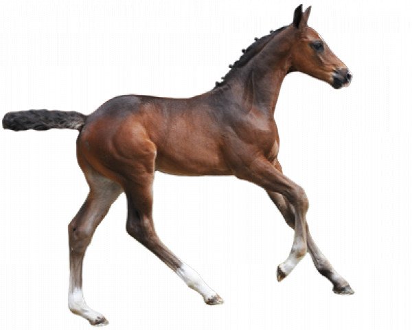 Pferd Kratos d' Heyboght (Belgisches Warmblut, 2016, von Kafka vd Heffinck)