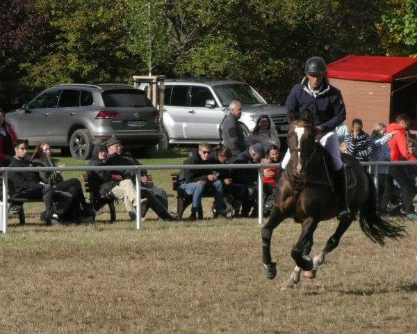 Reitturnier Wernigerode 2019
