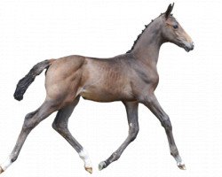 Pferd Quajou di Cantero (Belgisches Warmblut, 2016, von Carlow van de Helle 240 FIN)