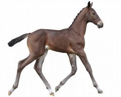Pferd Qibero d' Augustijn (Belgisches Warmblut, 2016, von Iron Man van de Padenborre)