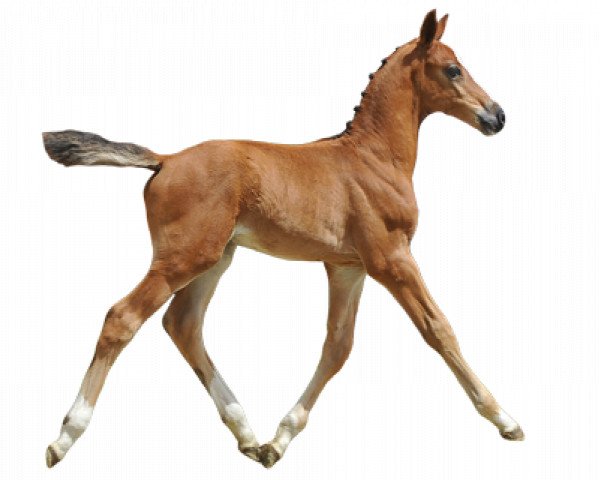 horse Quelle Homme vd Molendreef (Belgian Warmblood, 2016, from Jamal Vd Heffinck)